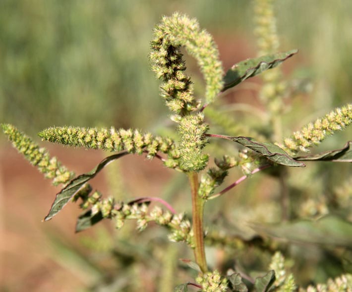 Farmers’ rights in practice: contributions of community seed banks