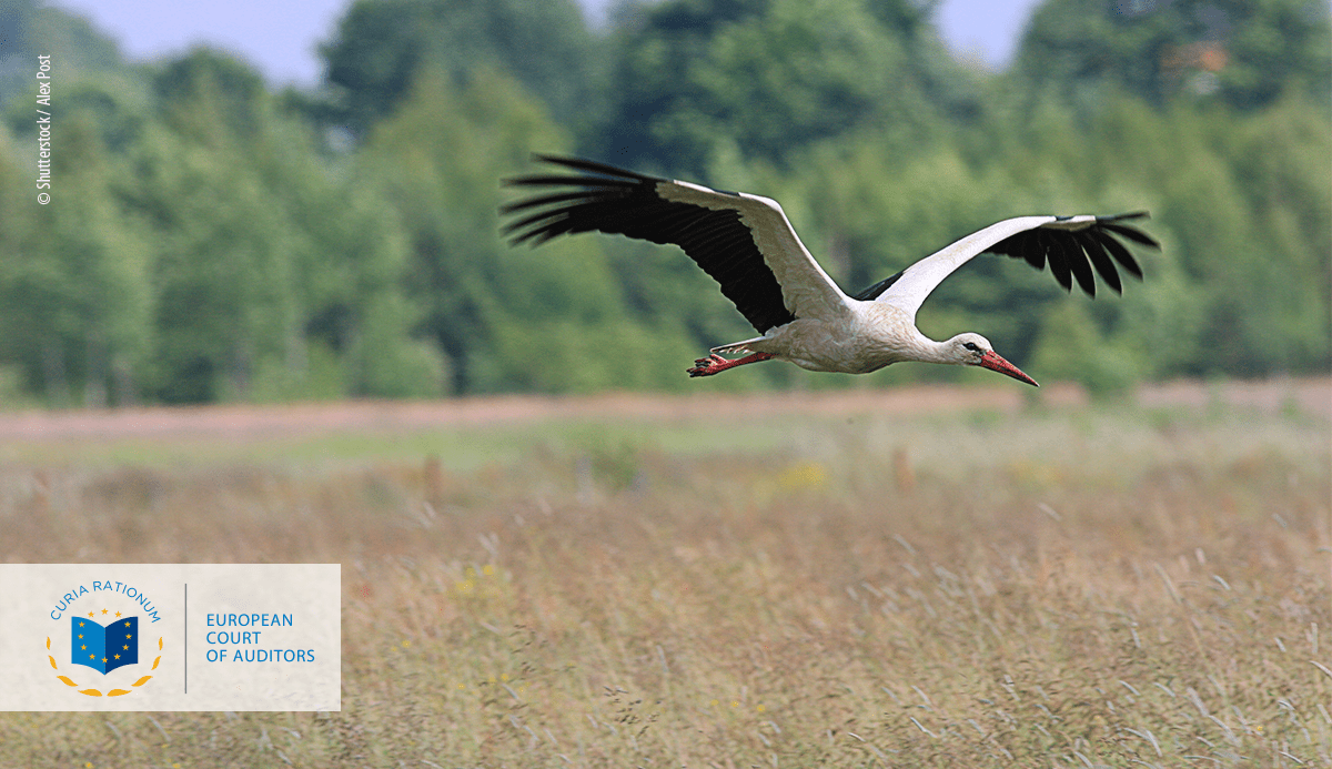 Special Report 13/2020: Biodiversity on farmland: CAP contribution has not halted the decline