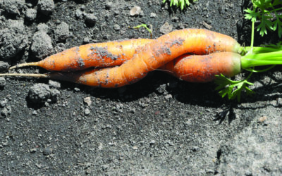 Farm to Fork Strategy – September 2020
