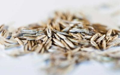 Seed Marketing Directives / July and Aug. 2020