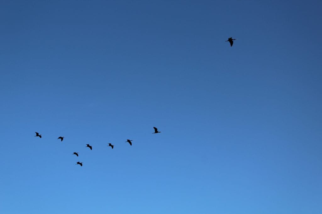 Sky and birds