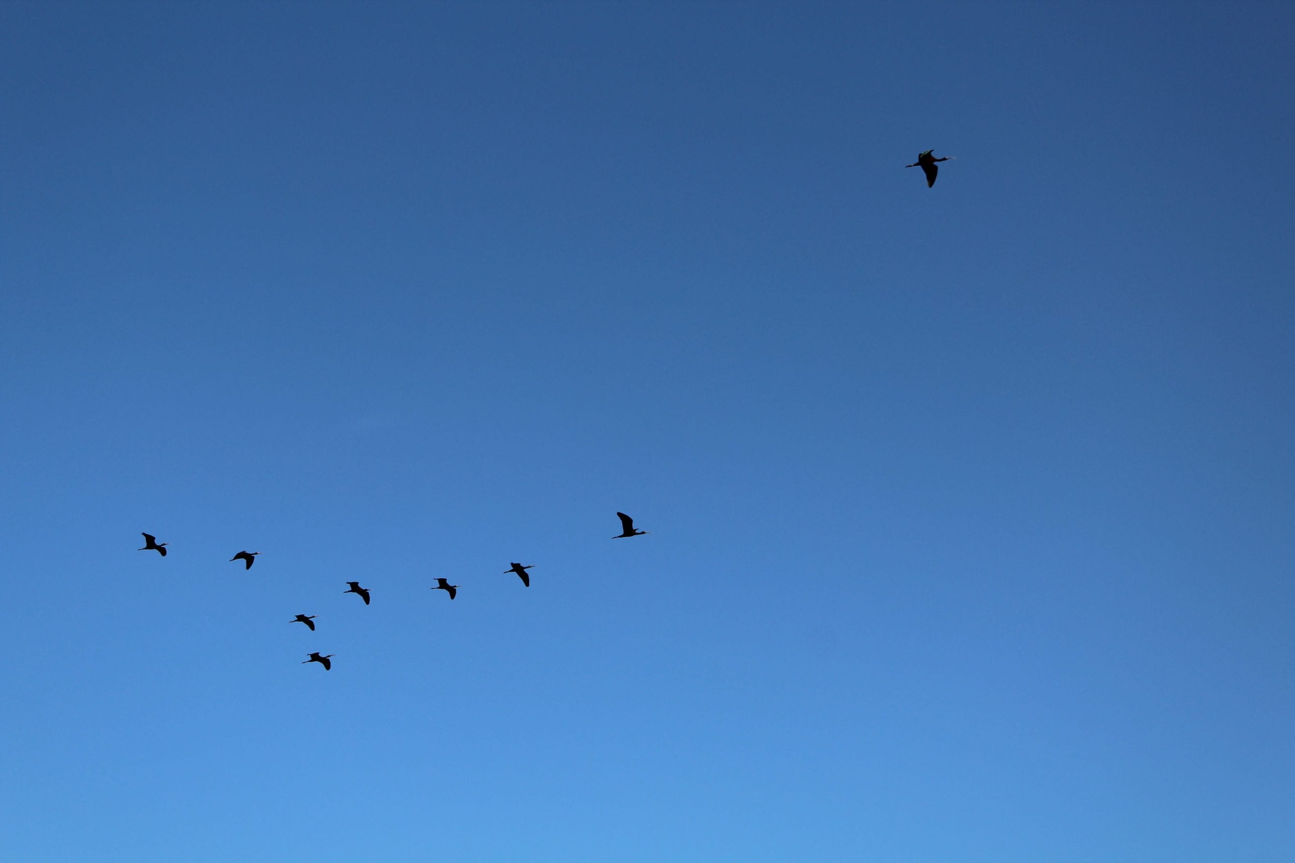 Sky and birds
