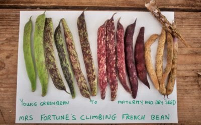 FAO latest releases: The State of Food and Agriculture 2022