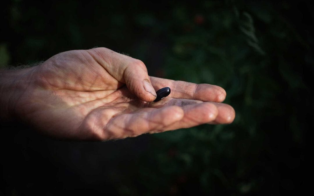 Seed Marketing Reform – Responses to Inception Impact Assessment