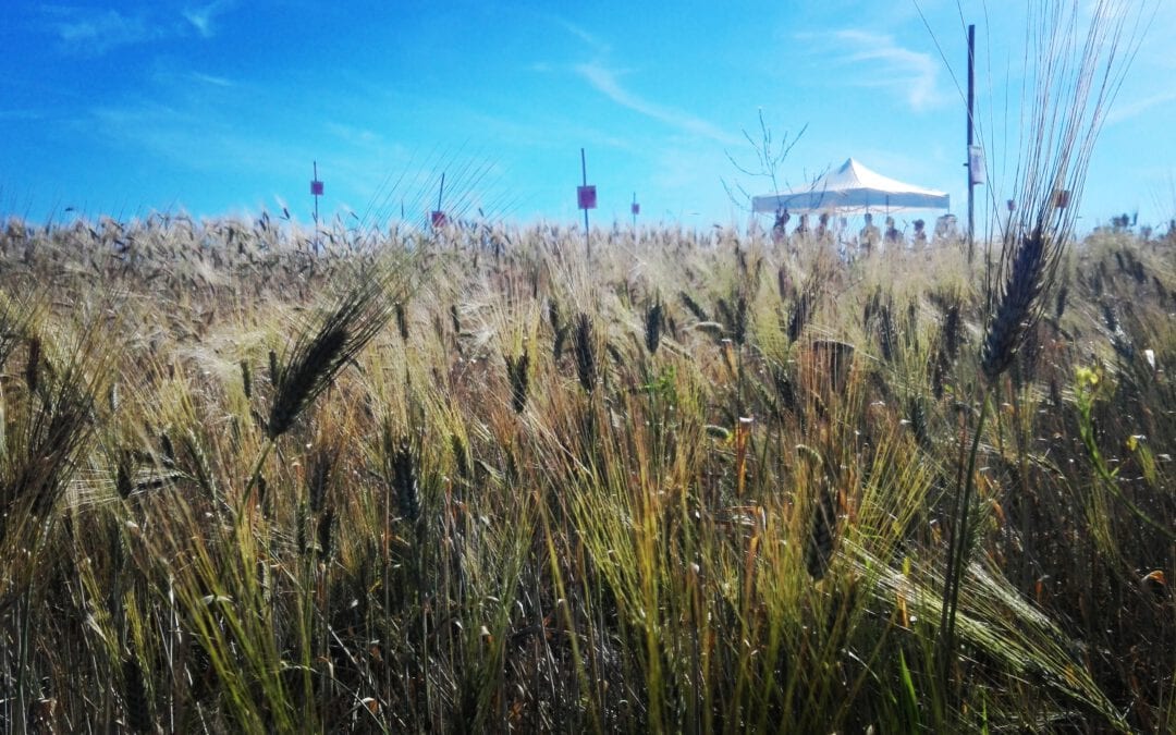 Online Workshop on Organic Heterogeneous Material (OHM)