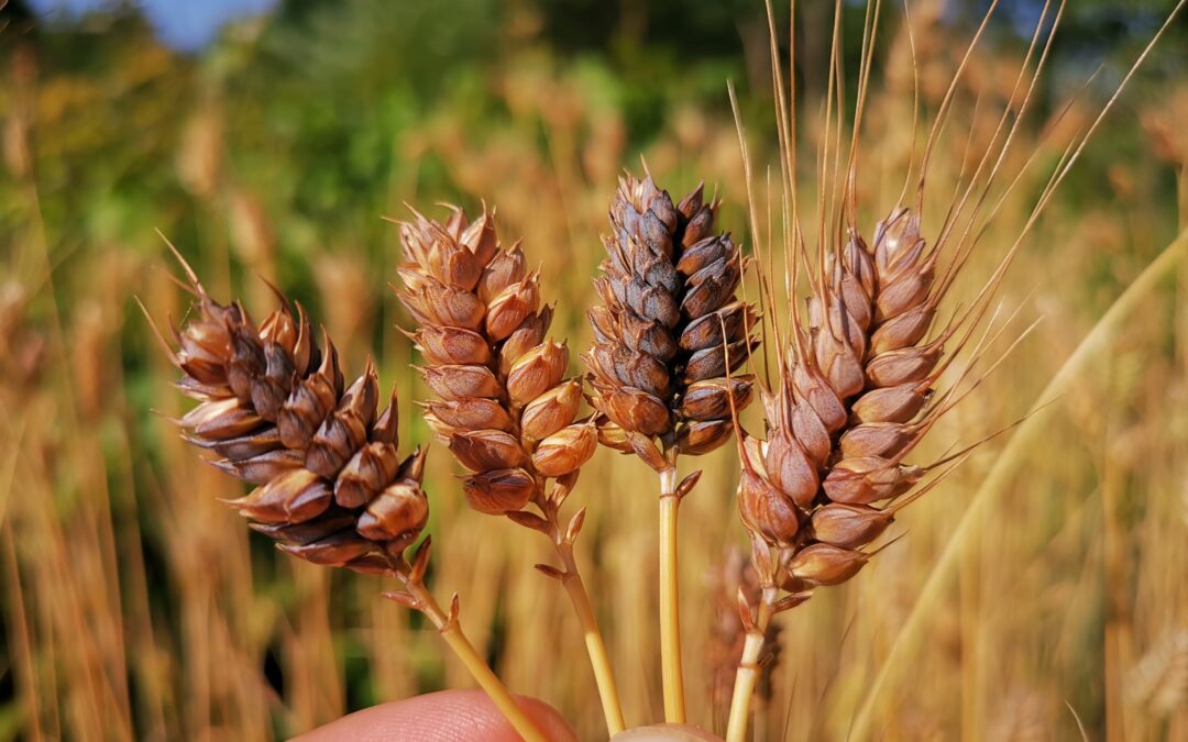 TASTING – Viva la Pasta: Discover Traditional Italian Wheat Varieties and Organic Heterogeneous Materials