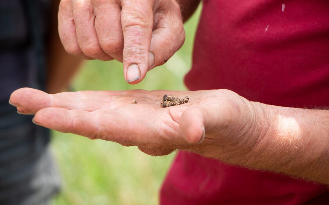 Potential deregulation of New GMOs