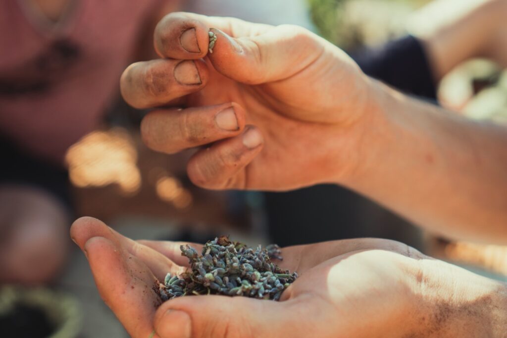 Lauren May_Seed Sovereignty in the European Union Research Article