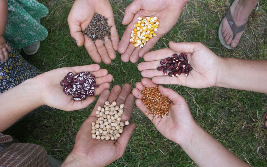 Roundtable – Seeds and Agrobiodiversity in Hungary (HU)