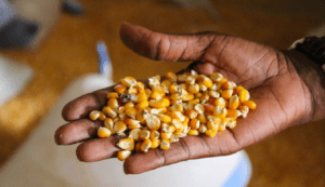 Seed_From-Maize-Seeds-Photograph-by-World-Bank-Photo-Collection-2014