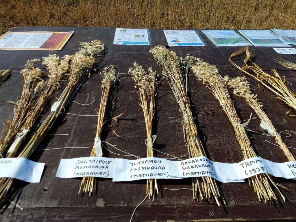 Diversity of Finnish grains