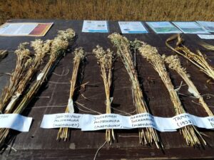 Diversity of Finnish grains