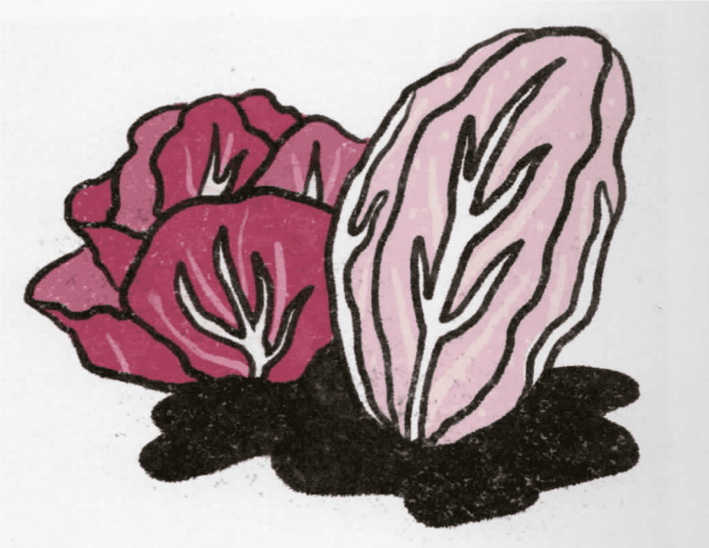 Radicchio. Illustration Alexandra Bowman Credit Whetstone