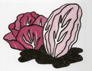 Radicchio. Illustration Alexandra Bowman Credit Whetstone