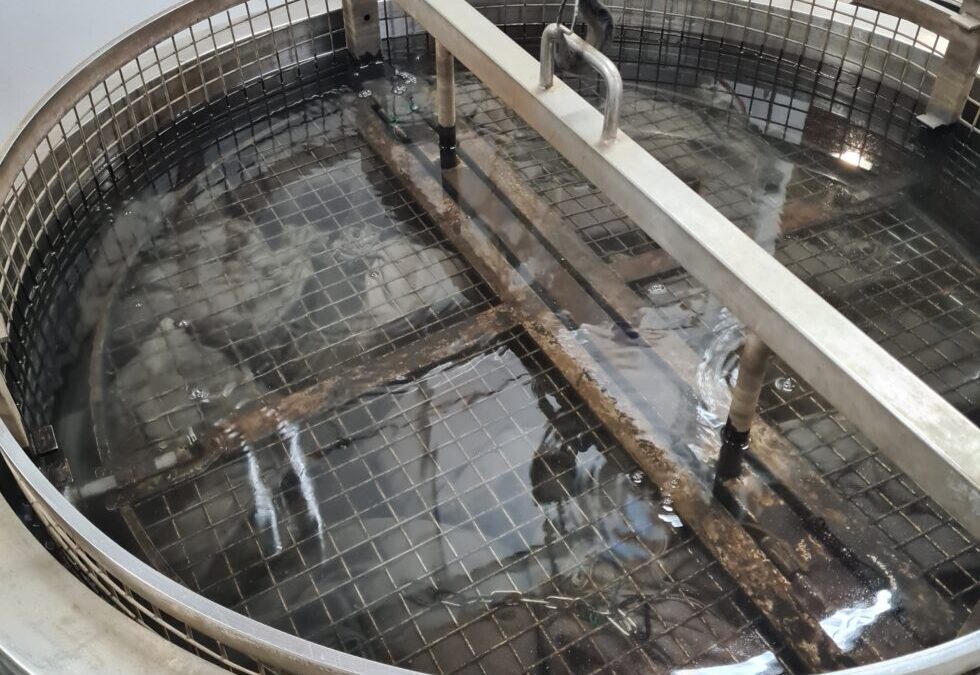 Hot Water Seed Treatment for the Sanitation of Vegetable Seed