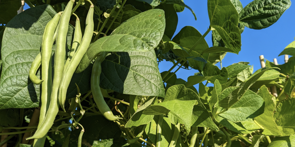 LFSB donation season 2024