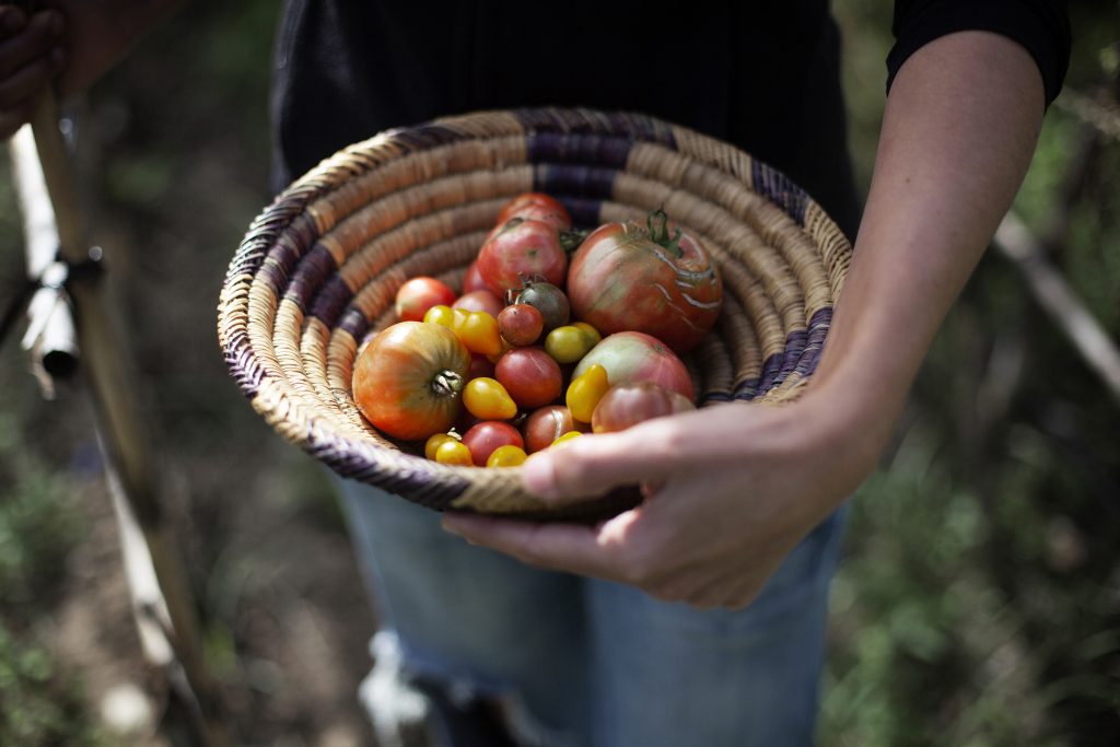 Community Seed Banks