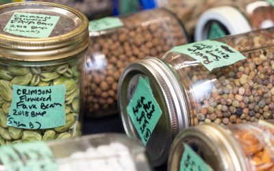 Inputs to UN Working Group Report on Right to Seeds