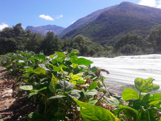 WS 5 – Seed Health, Plant Health