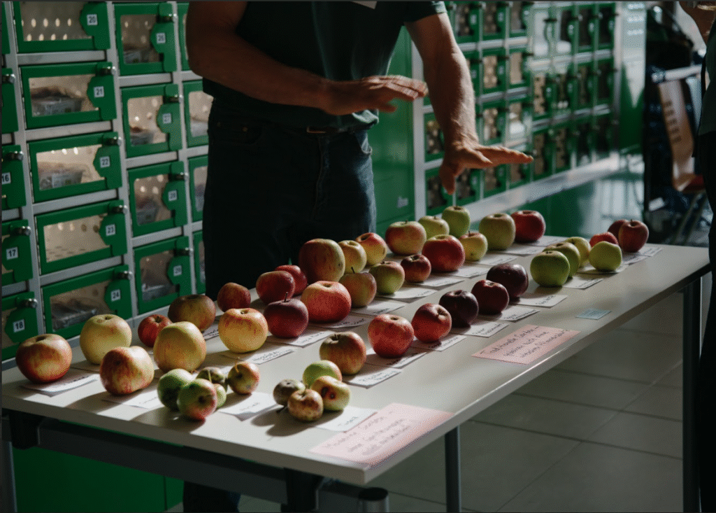 Variety development and utilisation strategies of old fruit tree cultivars of Hans-Joachim Bannier