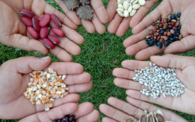 Agroecology Coalition’s deep dive on seed systems