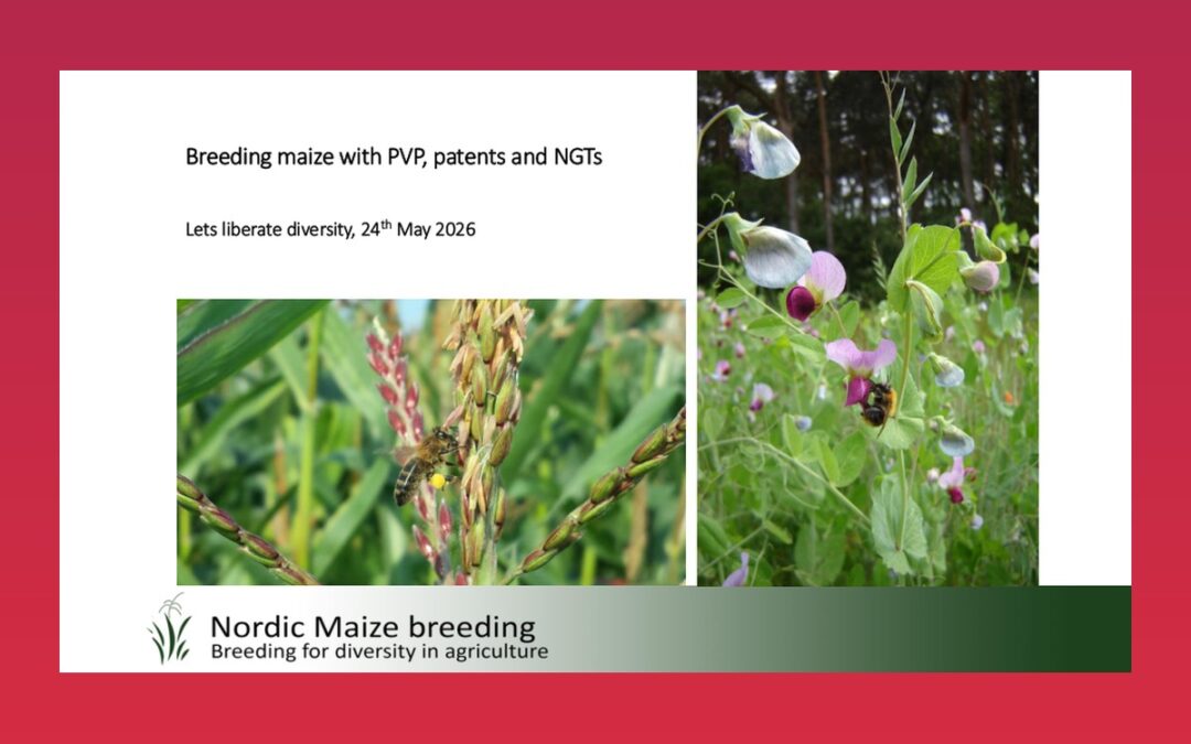 Breeding maize with PVP, patents and NGTs