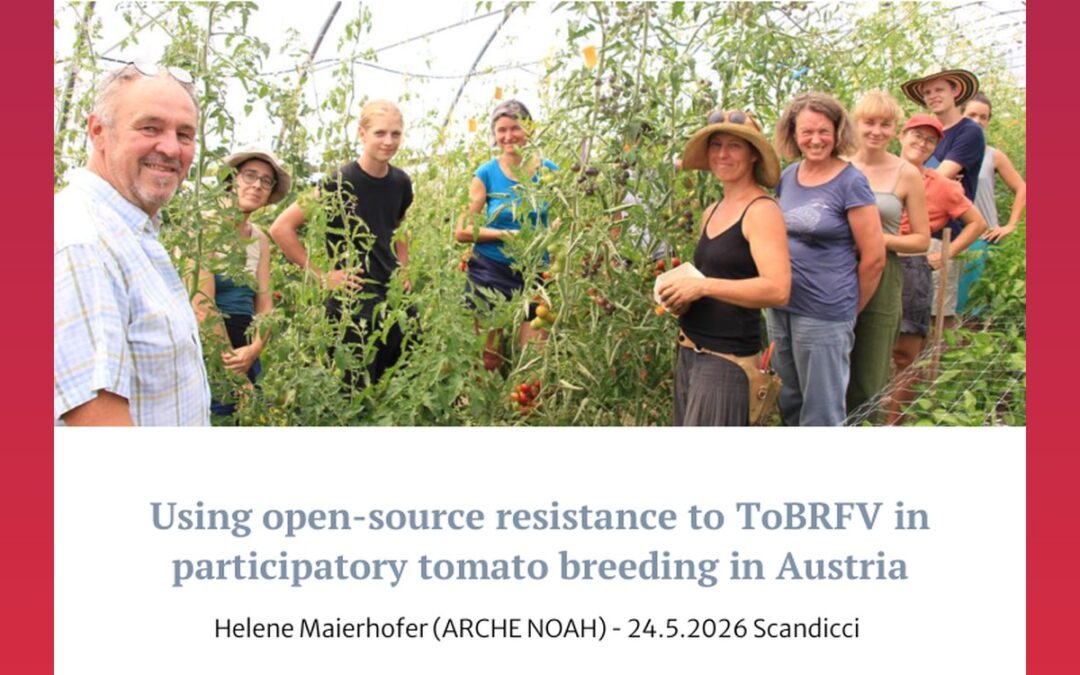 Using open-source resistance to ToBRFV in participatory tomato breeding in Austria
